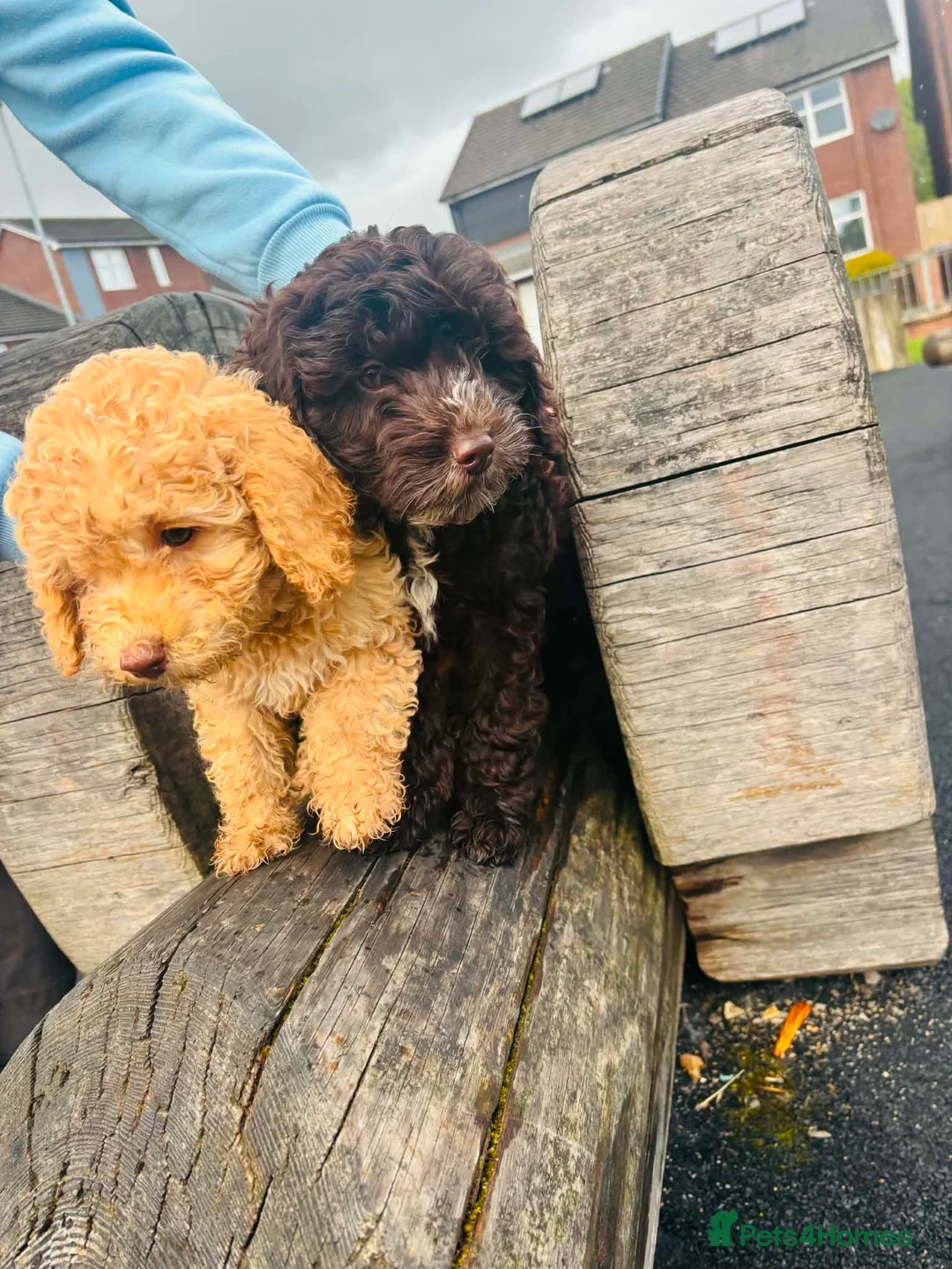 Mini Goldendoodle dogs for sale: READY TO FIND THERE HOME MINI GOLDEN DOODLES - Advert 1