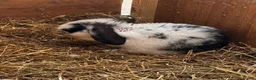 Mini Lop rabbits for sale: Gorgeous Mini Lops  - Advert 8