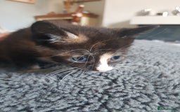Mixed Breed cats for sale: 3 beautiful female kittens  - Image 7