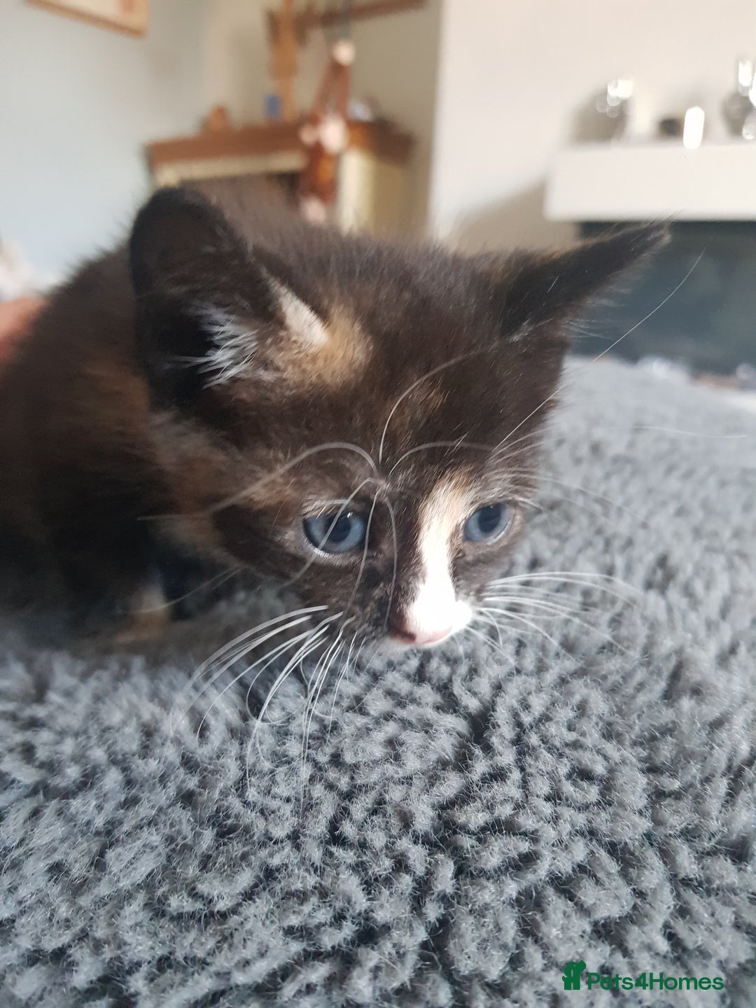 Mixed Breed cats for sale: 3 beautiful female kittens  - Image 7