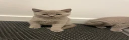 British Shorthair cats for sale: Pedigree British shorthair kittens  - Advert 28