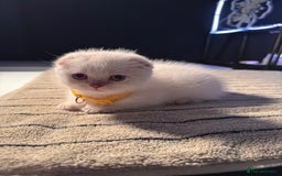 Scottish Fold cats for sale: ⭐️ Beautiful Scottish Folds ⭐️ - Image 8