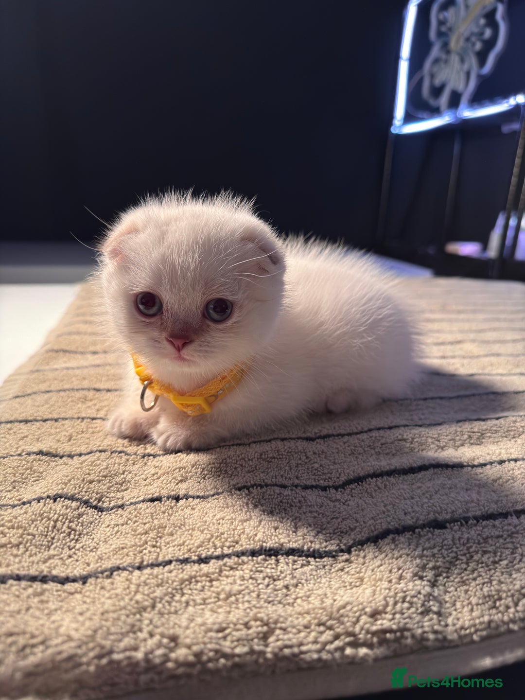 Scottish Fold cats for sale: ⭐️ Beautiful Scottish Folds ⭐️ - Image 8