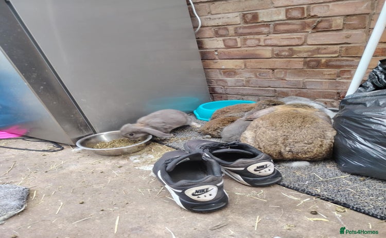 French Lop rabbits - Advert 6