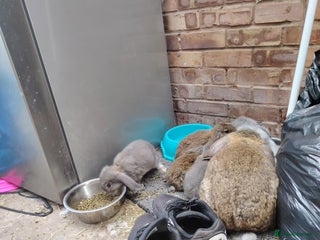 French Lop rabbits - Advert 7