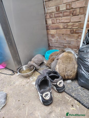 French Lop rabbits - Advert 3