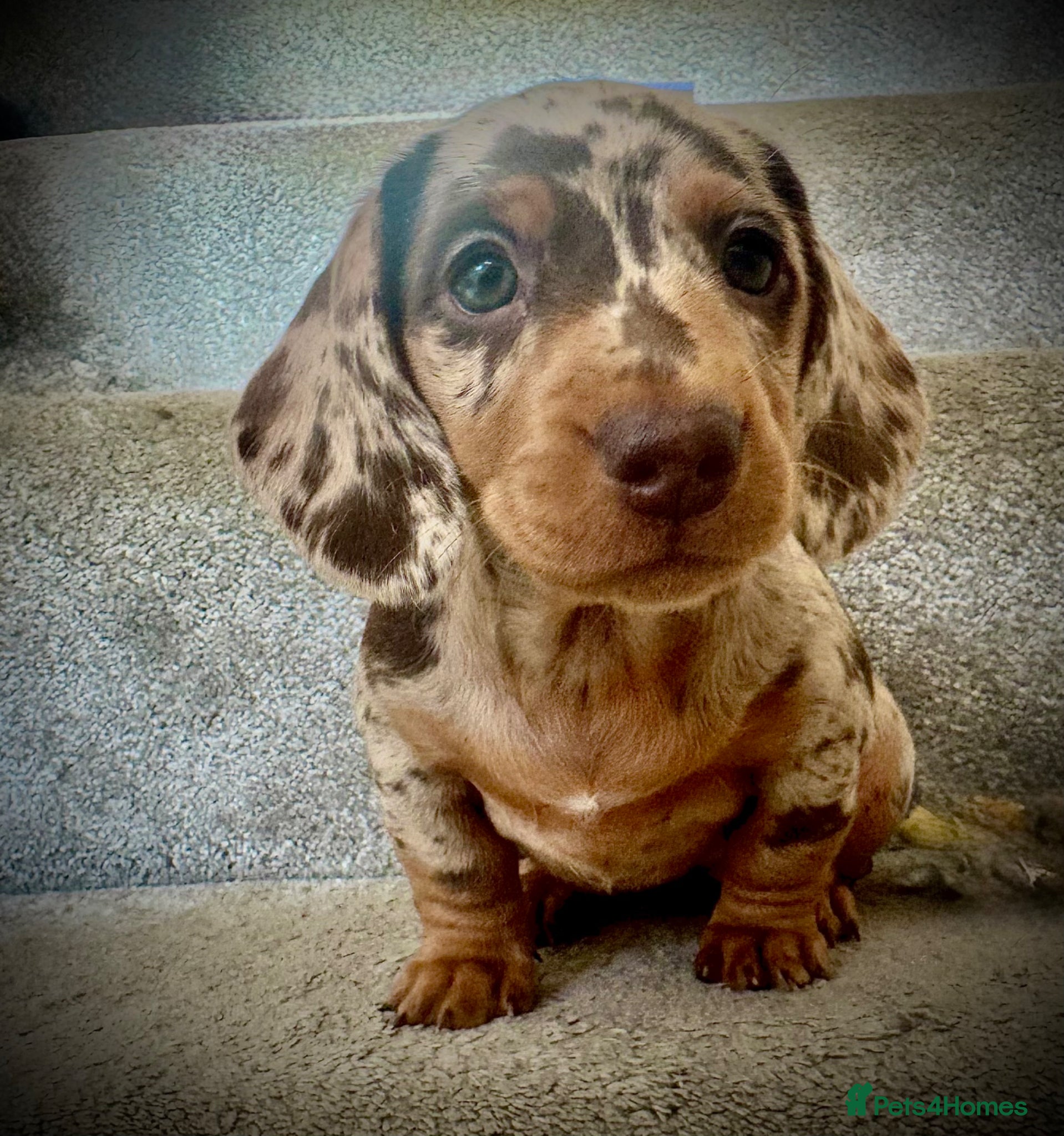 Miniature Dachshund dogs READY SATURDAY MINI DACHSHUND SERIOUS BUYERS ONLY  - Advert 6