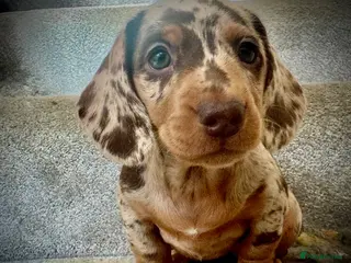 Miniature Dachshund dogs READY SATURDAY MINI DACHSHUND SERIOUS BUYERS ONLY - Advert 15