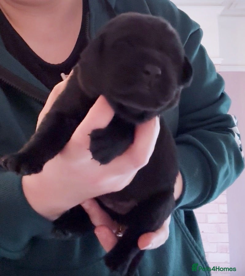 Labrador Retriever dogs FULLY HEALTH TESTED KC STUNNING CHUNKY LABRADORS  - Advert 3