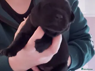 Labrador Retriever dogs FULLY HEALTH TESTED KC STUNNING CHUNKY LABRADORS - Advert 16