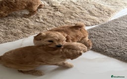 Cockapoo dogs for sale: stunning litter of cockapoo puppies  - Image 11