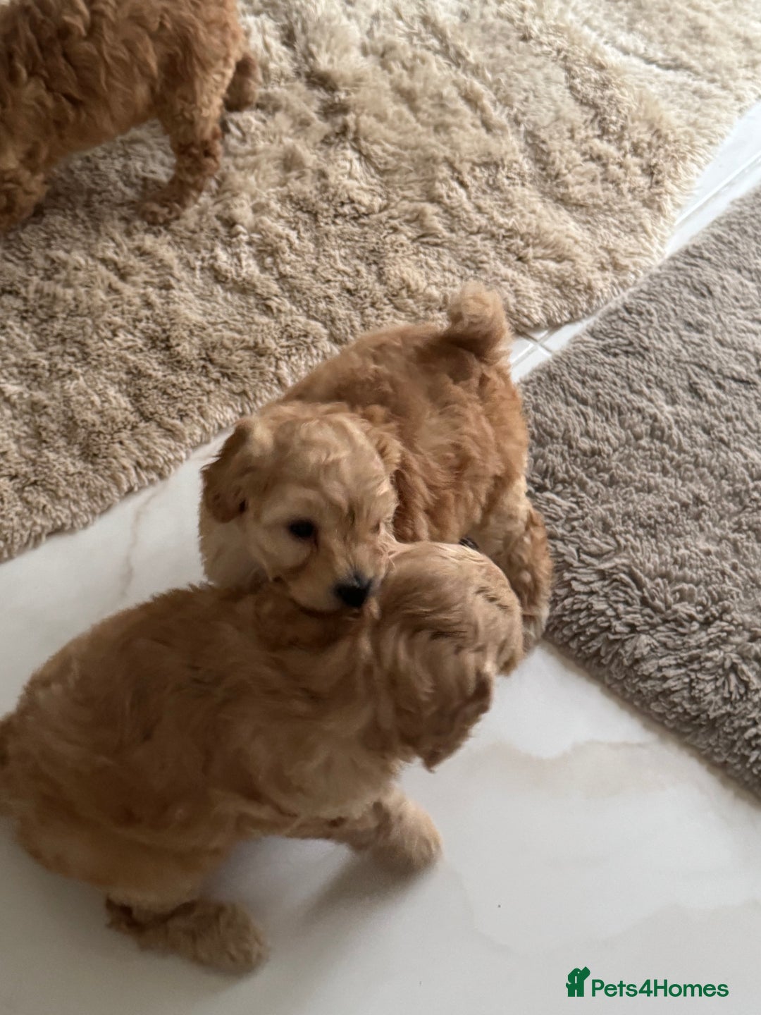 Cockapoo dogs for sale: stunning litter of cockapoo puppies  - Image 11
