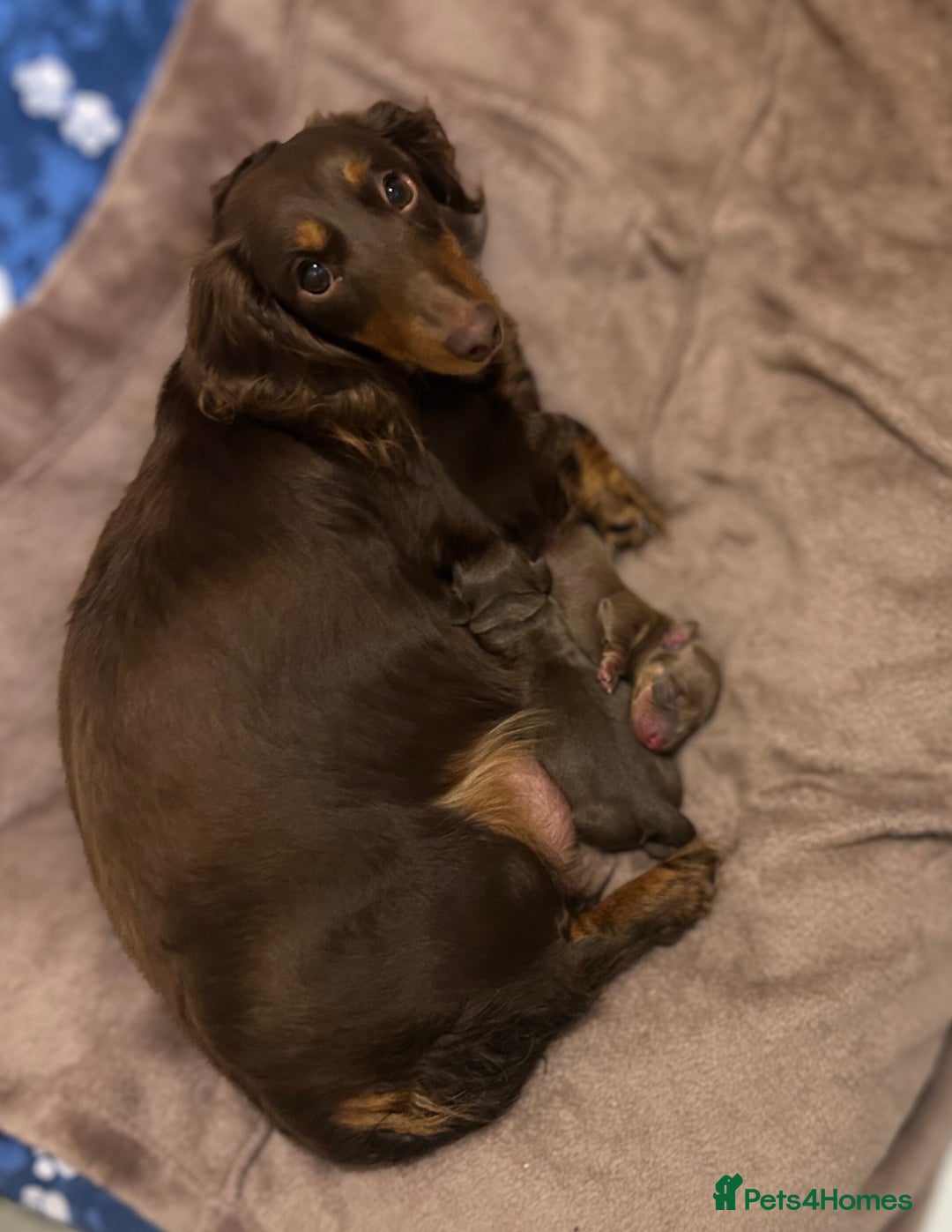 Miniature Dachshund dogs for sale: Miniature dachshunds, ready now - Image 8