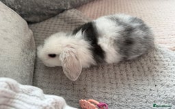 Mini Lop rabbits for sale: Mini lop babies  - Advert 2