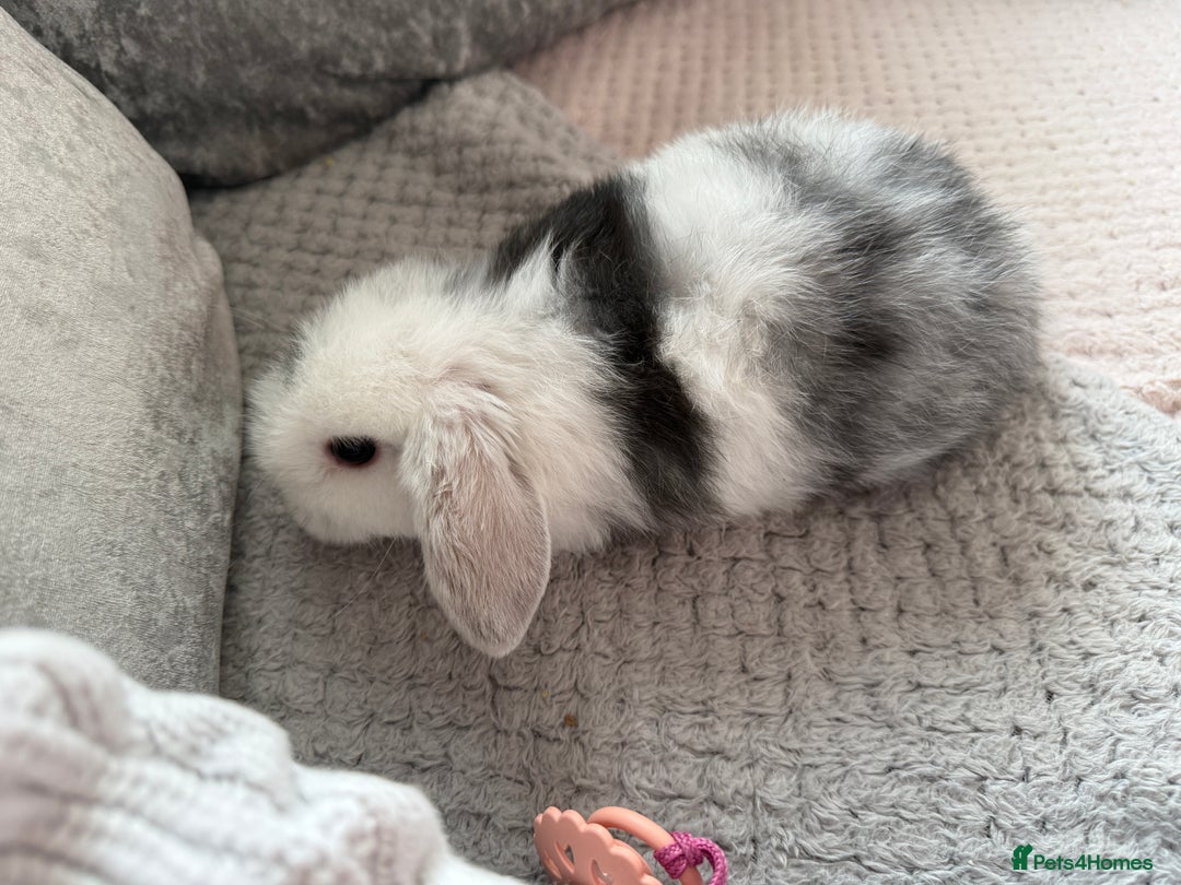 Mini Lop rabbits for sale: Mini lop babies  - Advert 2