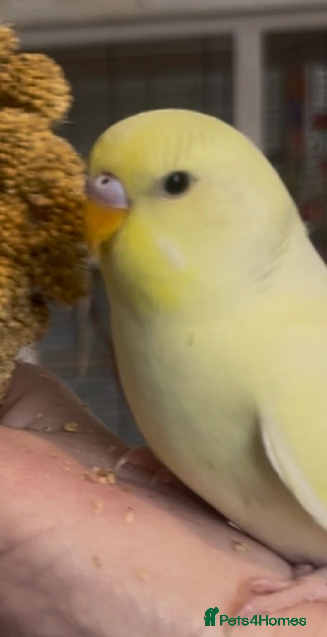 Budgerigars birds for sale: Beautiful Baby Budgies in Portsmouth - Advert 7