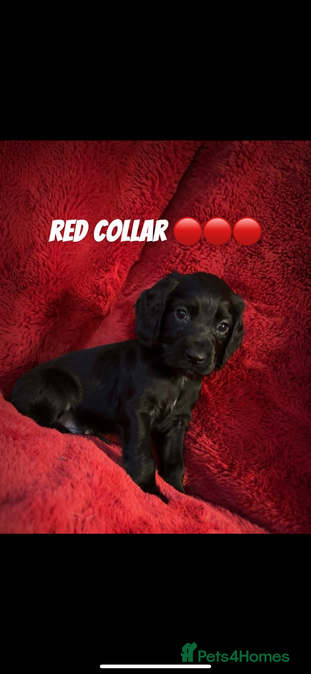 Cocker Spaniel dogs for sale: Working cocker spaniel puppies  - Advert 3