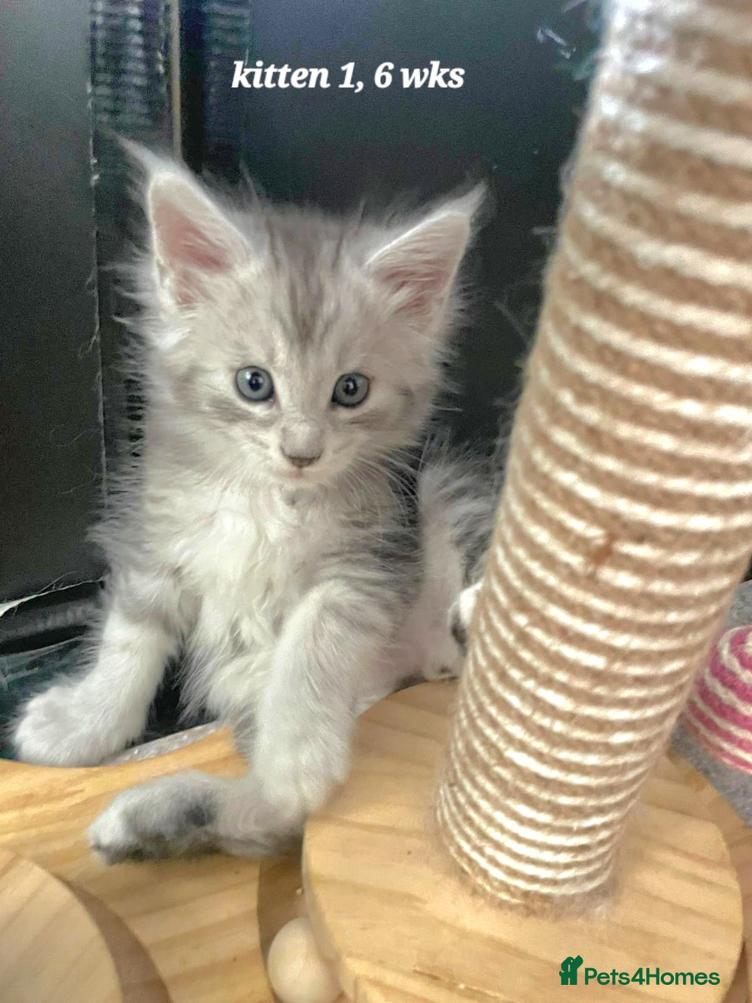 Maine Coon cats for sale: 2 MaineCoon boys - Image 8