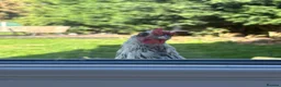 Mixed Breed poultry for sale: Gorgeous mixed breed Easter egger cockerel  in Liverpool - Advert 3
