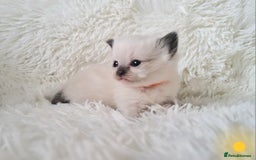 Ragdoll cats for sale: Fluffdoll Ragdoll Kittens 🥰 - Image 8