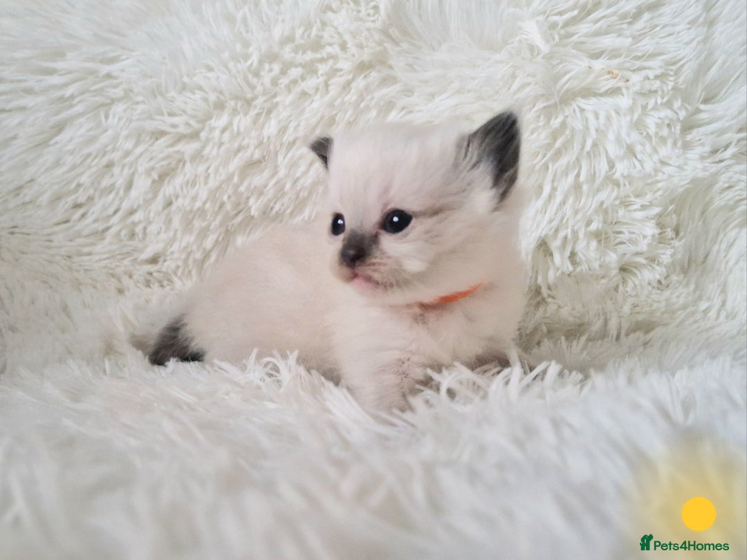 Ragdoll cats for sale: Fluffdoll Ragdoll Kittens 🥰 - Image 8