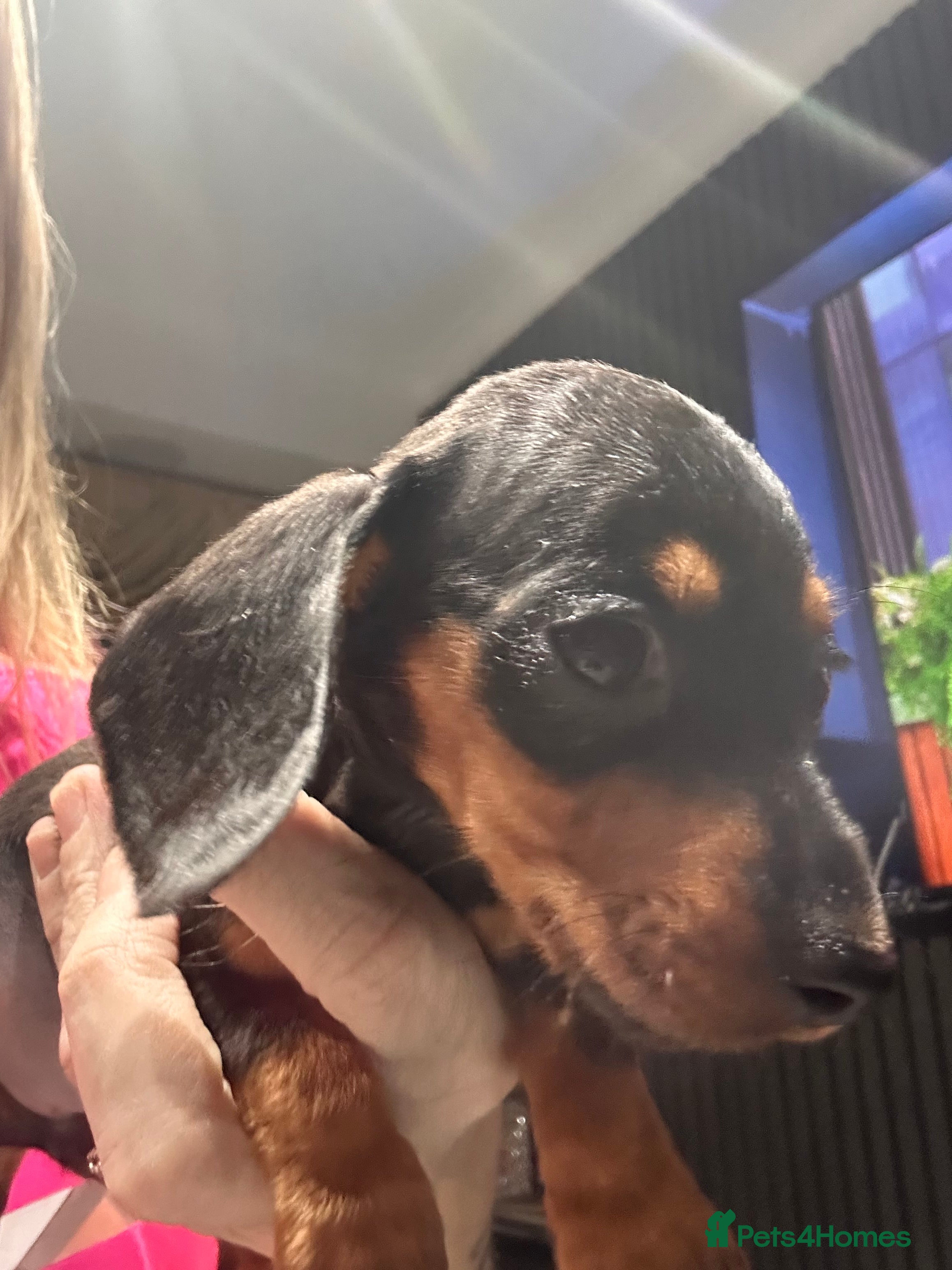 Dachshund dogs Dachshund pups ready to leave now  - Advert 2