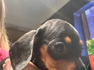 Dachshund dogs Dachshund pups ready to leave now - Advert 2