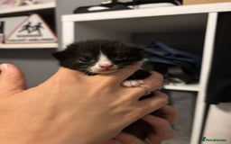 Mixed Breed cats for sale: Beautiful kittens looking for there forever home  - Image 2