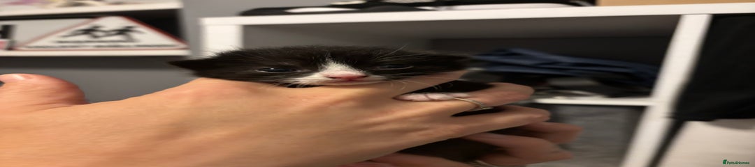 Mixed Breed Kitten 3