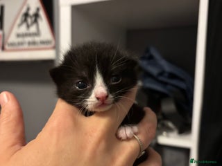 Mixed Breed cats - Advert 10