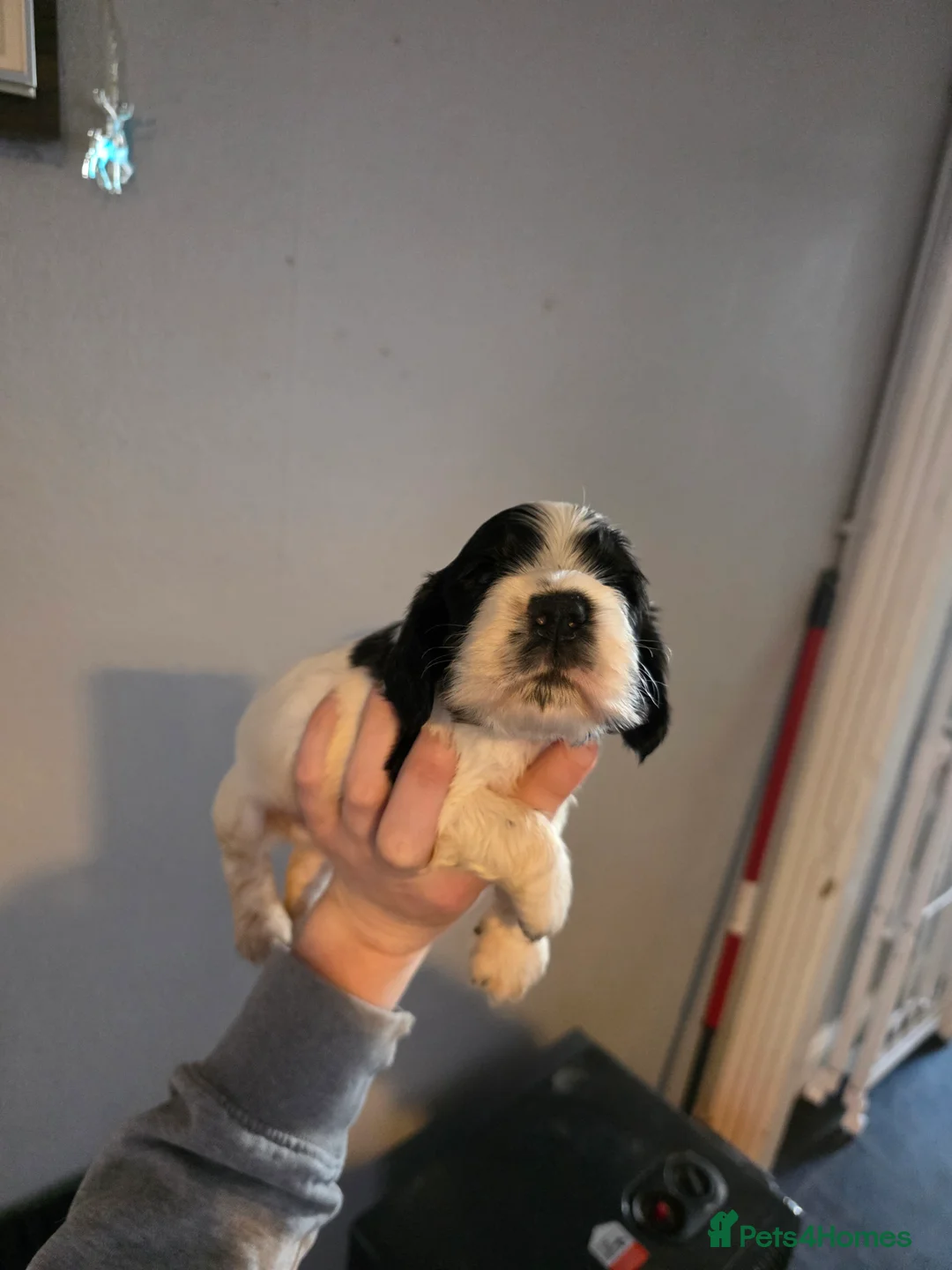 Cocker Spaniel dogs for sale: Show type cocker spaniel puppy's  - Advert 10