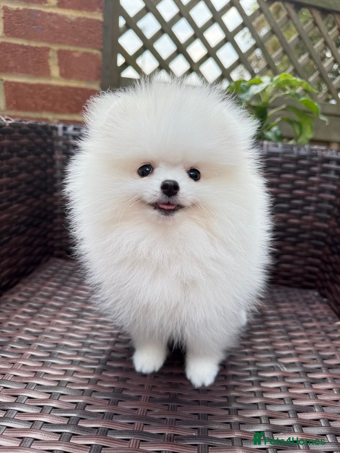 Pomeranian dogs for sale: Pom bears looking for loving homes❤️ - Image 37