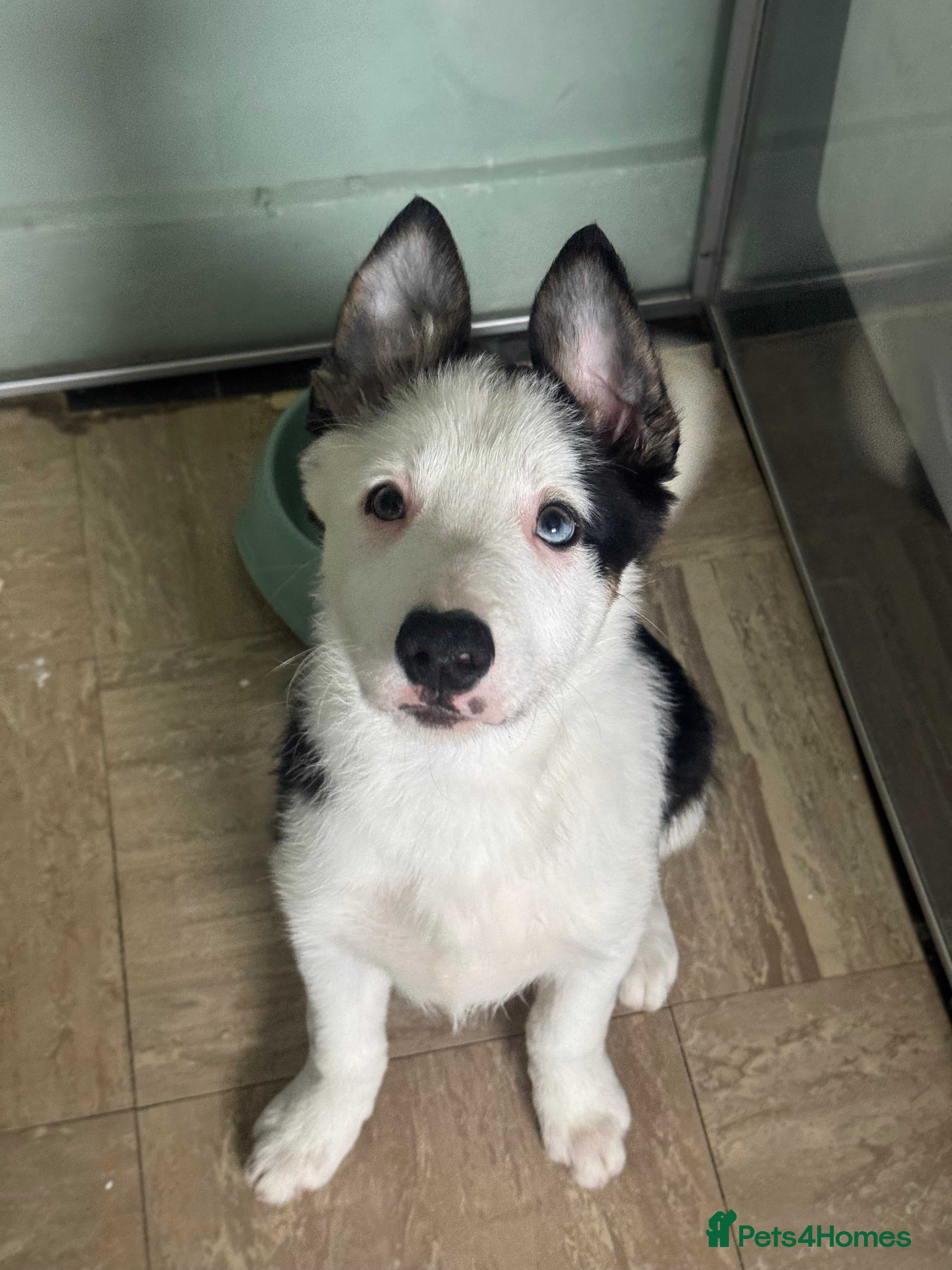 Border Collie dogs 1 Border Collie Pup - Health tested clear parents - Advert 3