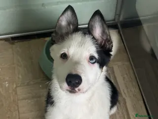 Border Collie dogs 1 Border Collie Pup - Health tested clear parents - Advert 3