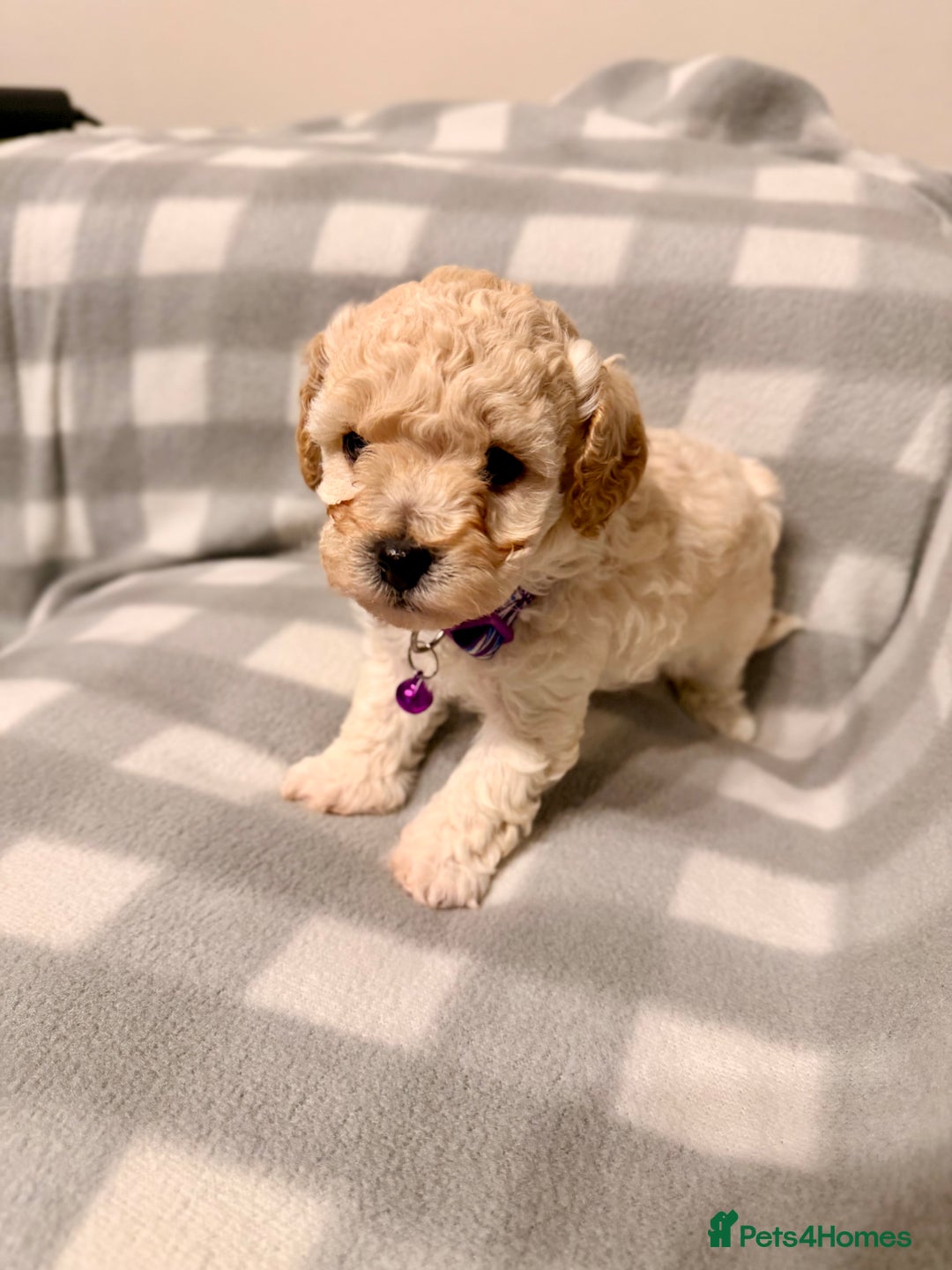 Cavapoochon dogs for sale: Cavapoochon Puppies Available From 12th January - Advert 20