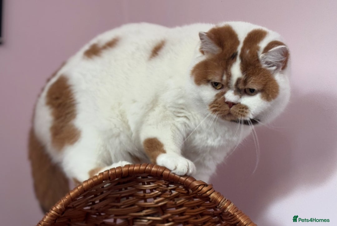 British Shorthair cats for sale: High tittled super chocolate tortie white girl  - Advert 5