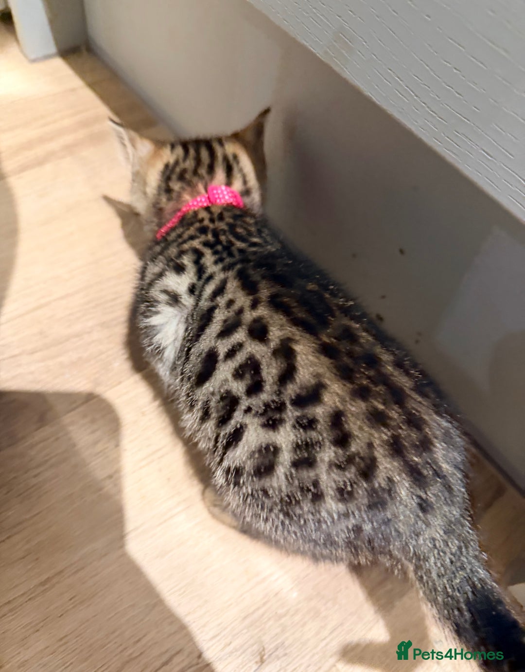 Bengal cats for sale: Bengal kittens  - Advert 3