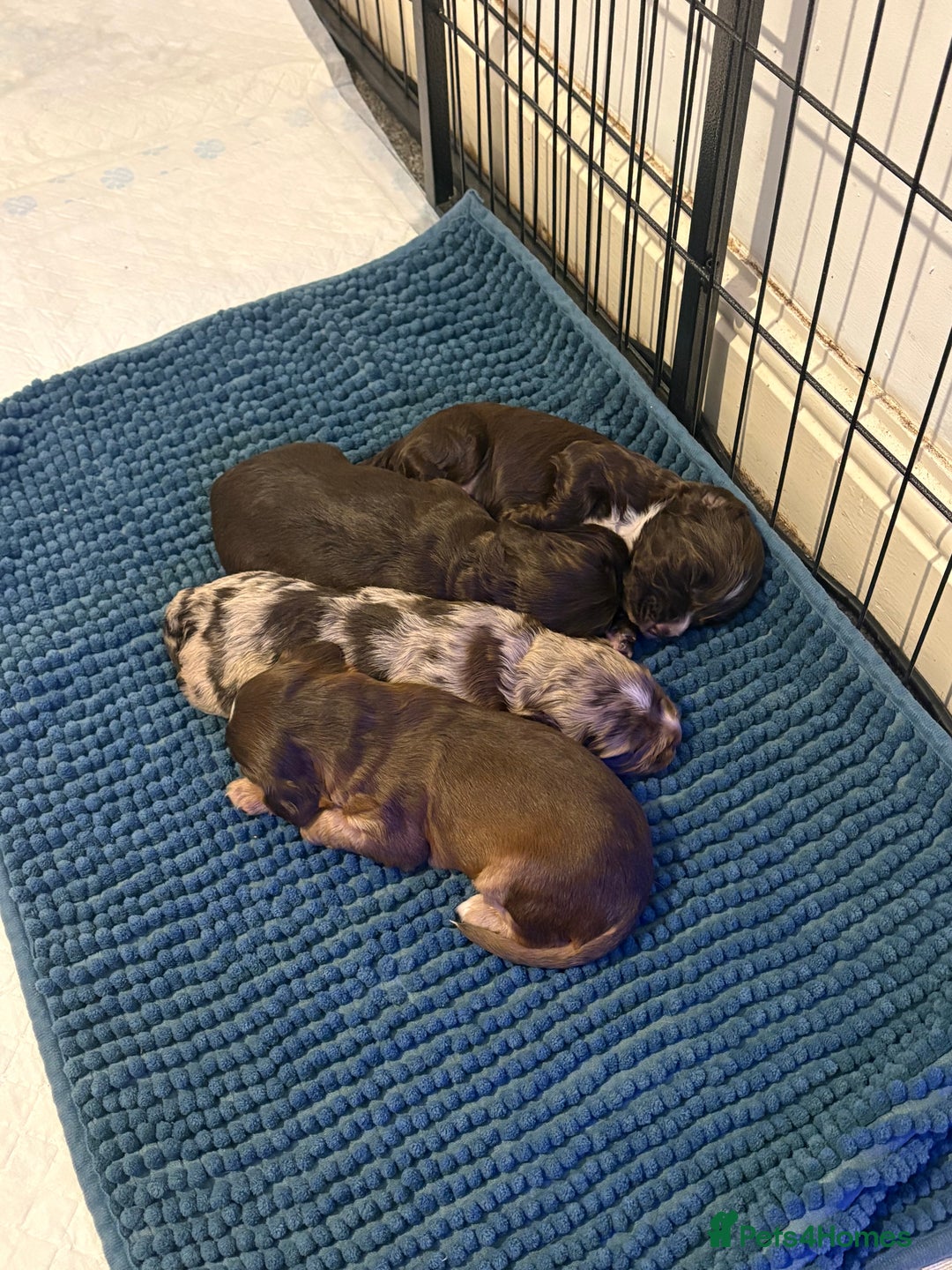 Cocker Spaniel dogs for sale: Cocker spaniel puppies - AVAILABLE 01/01/26  - Image 16