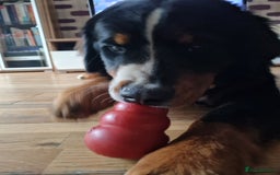 Bernese Mountain Dog dogs for sale: 10 months old BMD girl - Image 5