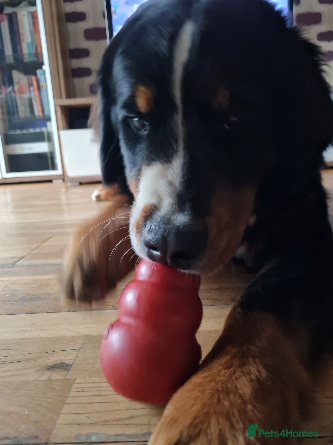 Bernese Mountain Dog dogs for sale: 10 months old BMD girl - Image 5