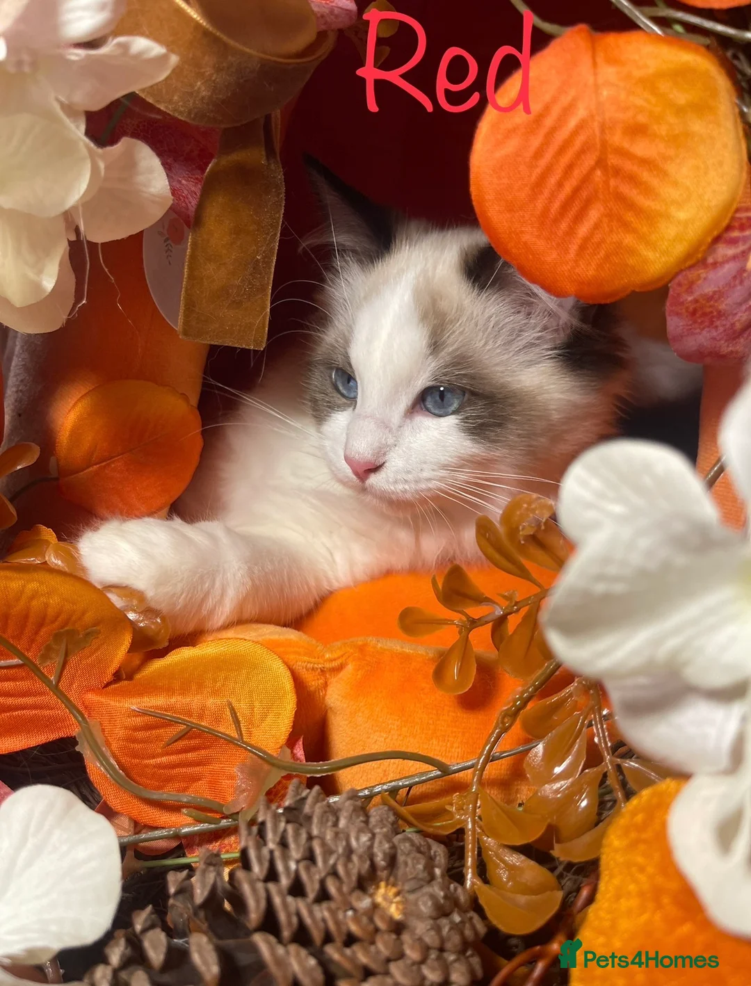 Ragdoll cats for sale: Reserved 1 GCCF Female avail  - Advert 2