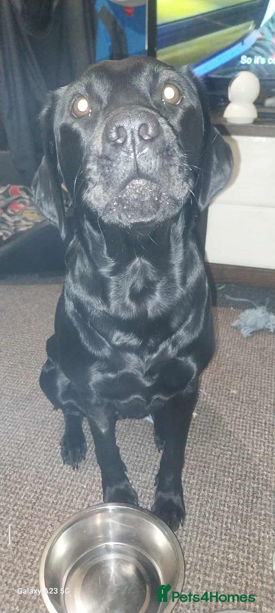 Labrador Retriever dogs for stud: Looking for a stud for my 3yr old lab - Image 9