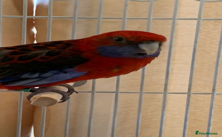 Ringnecks birds - Advert 1