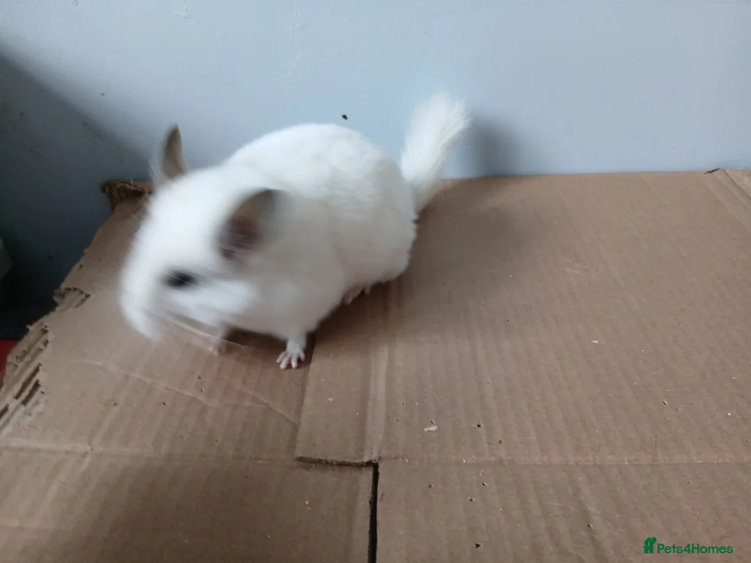 Chinchilla rodents for sale: female white chinchilla grey ears  - Advert 2