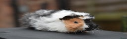 Guinea Pig rodents for sale: Baby Guinea Pigs Looking For New Home (All Males) - Advert 2