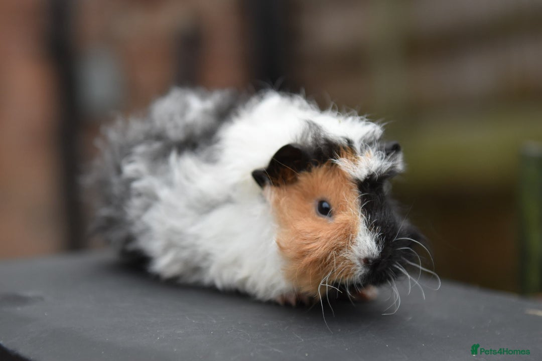 Guinea Pig rodents for sale: Baby Guinea Pigs Looking For New Home (All Males) - Advert 2