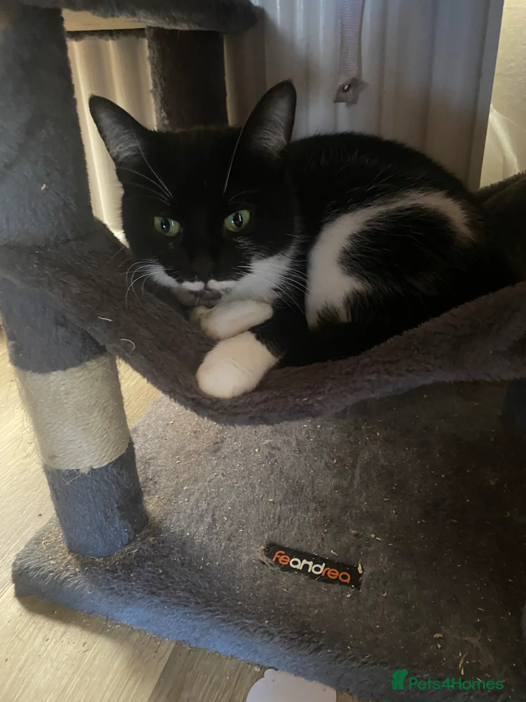 Mixed Breed cats for sale: Two black male kittens - Advert 2