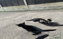 European cats for sale: Kittens  - Image 3