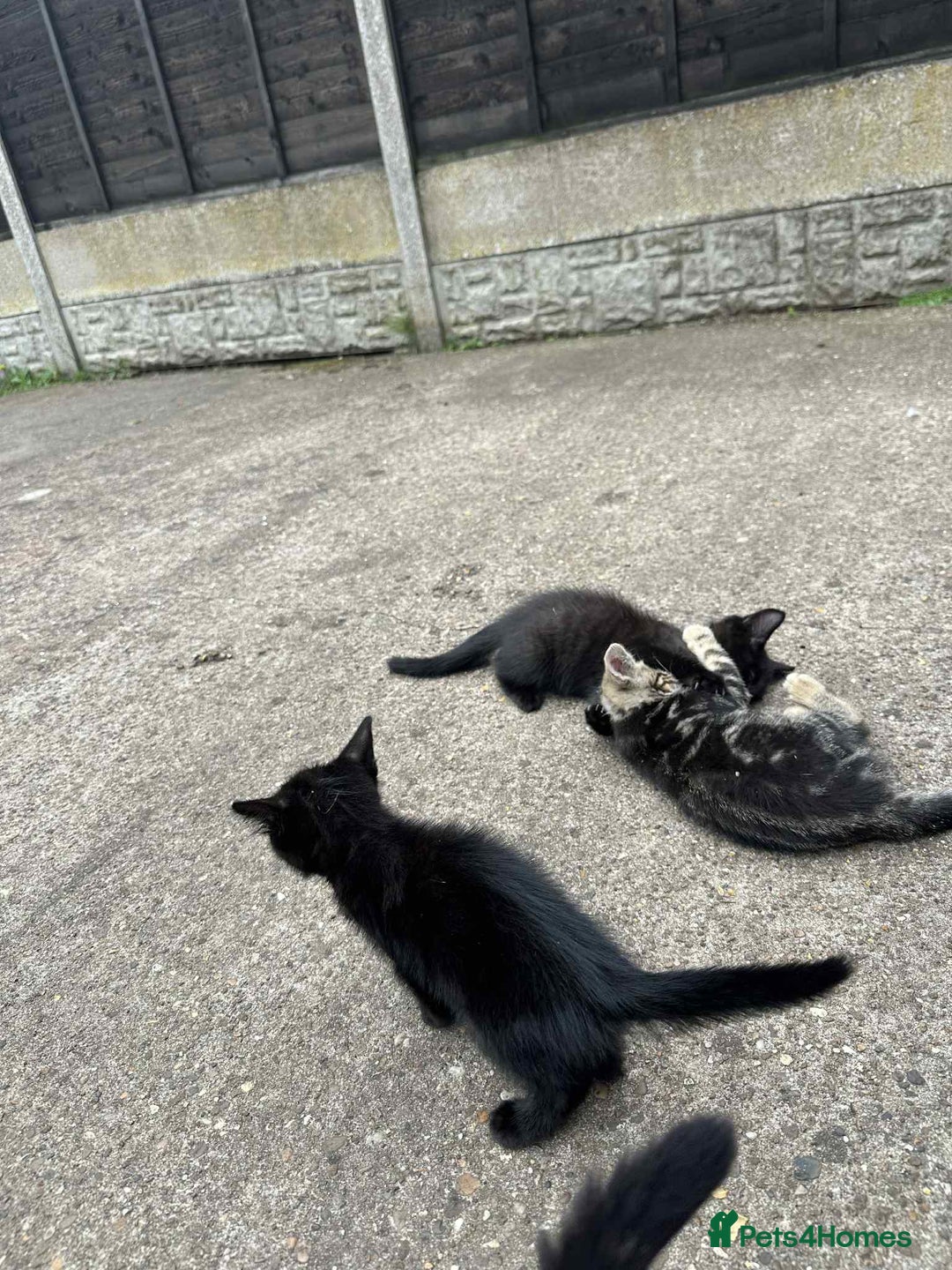 European cats for sale: Kittens  - Image 3