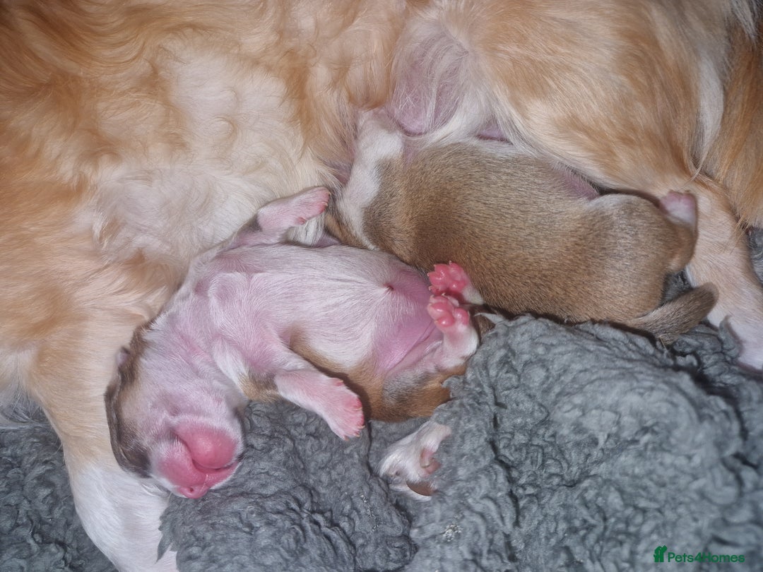 Chihuahua dogs for sale: Beautiful chihuahua girls for sale! - Advert 6